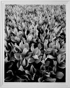 Image description is not available for 2001.027